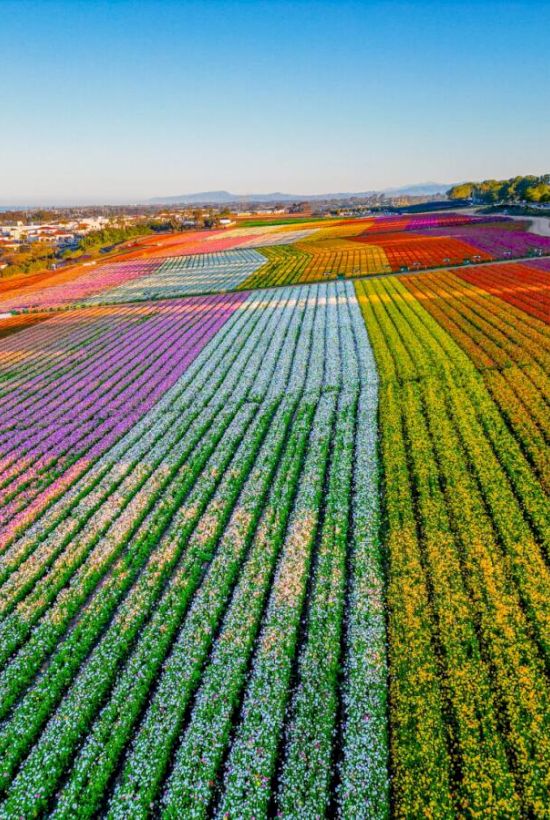 A vast hillside of neatly planted, multicolored flower rows stretches toward the horizon, creating a rainbow tapestry under a clear blue sky.