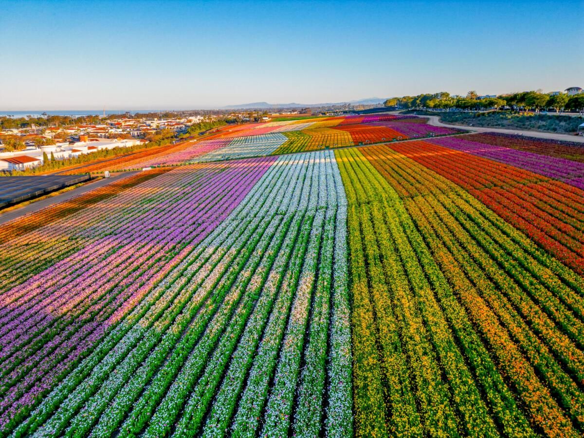 Aerial view of vast, colorful flower fields in neat rows&mdash;purple, green, red, and yellow stripes stretching to the horizon, under a clear blue sky.